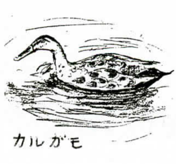 カルガモの絵