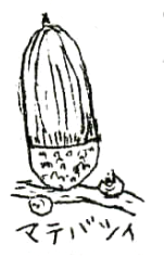 マテバシイの絵