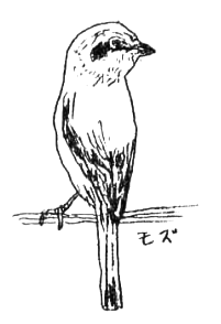 モズの絵