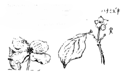 ハナミズキの絵