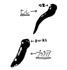 ヒルとプラナリアの絵
