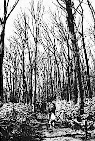 八国山ササ藪の写真