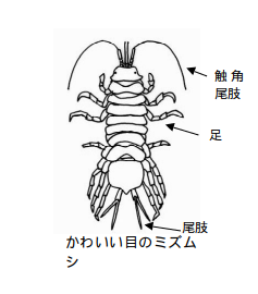 ミズムシのイラスト
