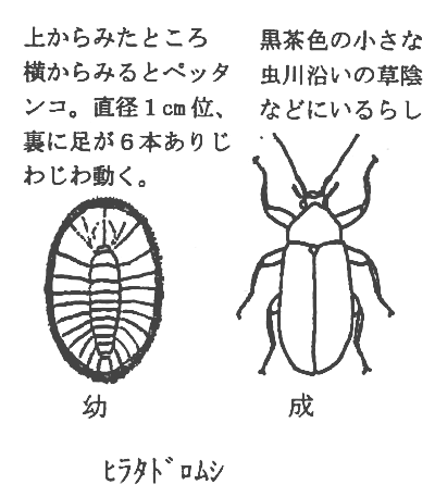 ヒラタドロムシのイラスト