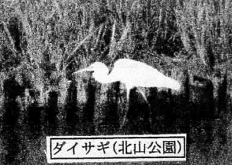 ダイサギの写真