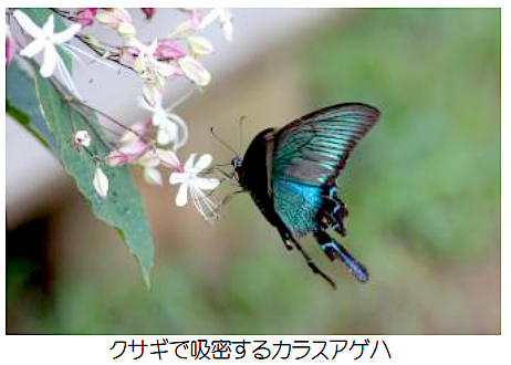 クサギとカラスアゲハの写真