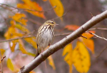 ビンズイの写真