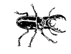 ノコギリクワガタの絵