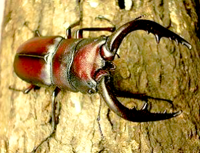 ノコギリクワガタの写真