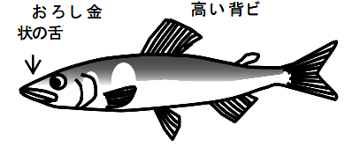 アユのイラスト