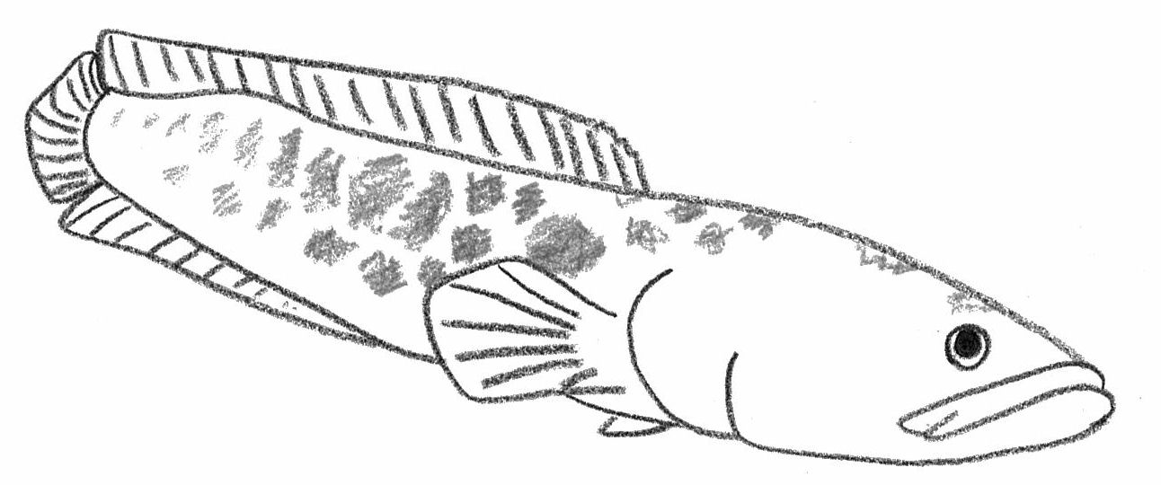 カムルチーのイラスト