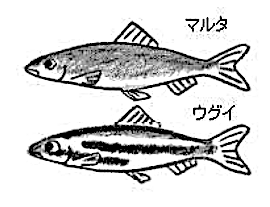 マルタとウグイのイラスト