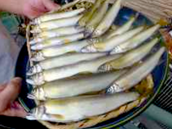 釣り上げたアユの写真