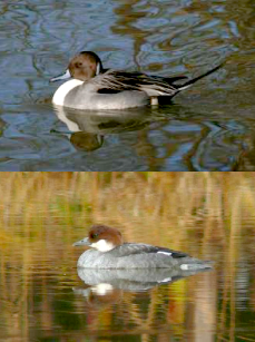 オナガガモ(オス) ミコアイサ(メス)の写真