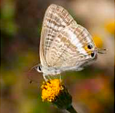 ラナミシジミの写真