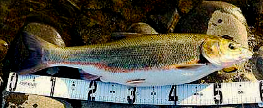 マルタウグイの写真