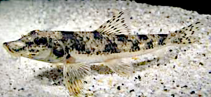 カマツカの写真