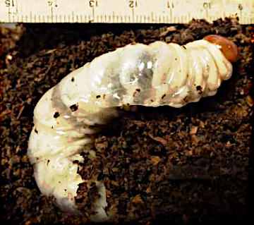 ヒラタクワガタ幼虫の写真