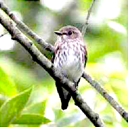 エゾビタキの写真