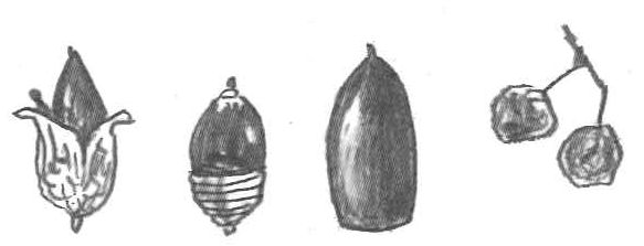 ドングリのイラスト