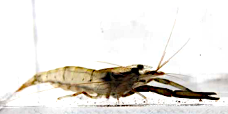 テナガエビの写真