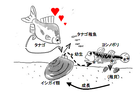 二枚貝、タナゴ、ヨシノボリのイラスト