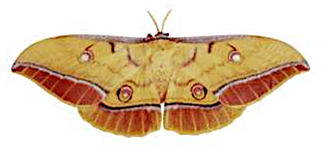 ヤママユのイラスト