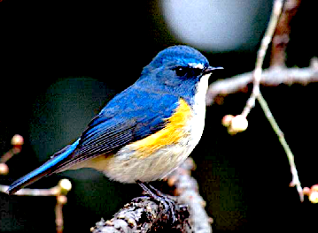 ルリビタキの写真