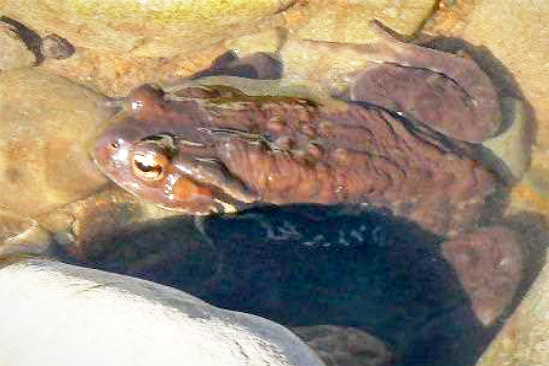 アズマヒキガエルの写真