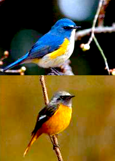 ルリビタキとジョウビタキの写真