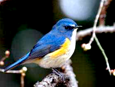 ルリビタキの写真