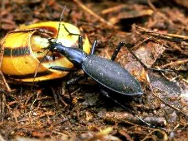 マイマイカブリの写真