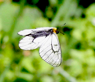 ウスバシロチョウの写真