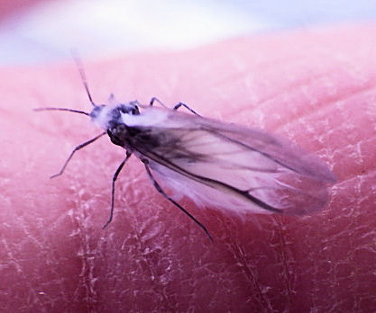 雪虫のイラスト