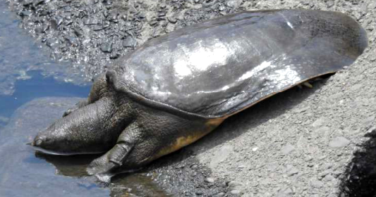 スッポンの写真