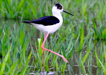 セイタカシギの写真