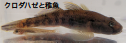 クロダハゼと稚魚の写真