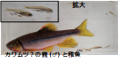 カワムツの写真