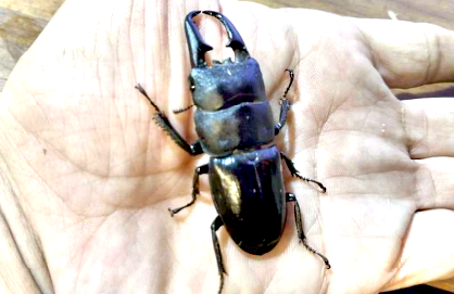 ヒラタクワガタの写真