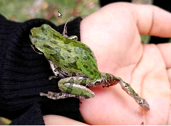 アマガエルの写真