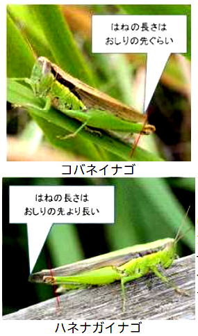 コバネイナゴ、ハネナガイナゴの写真