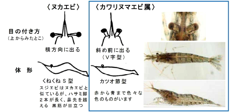 コバネイナゴ、ハネナガイナゴの写真