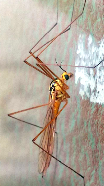 キイロホソガガンボの写真