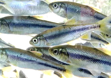 カワムツの写真