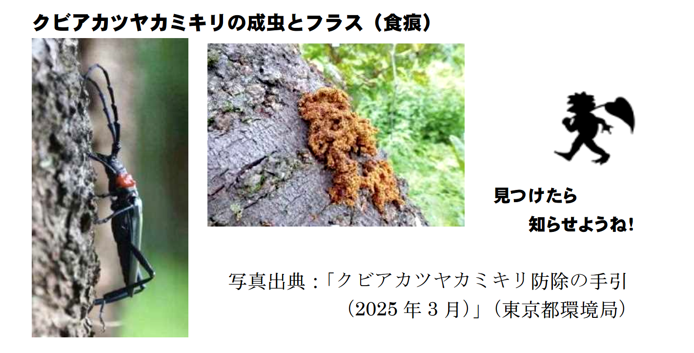クビアカツヤカミキリの幼虫とフラス(食痕)の写真