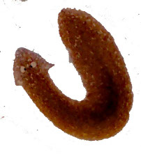 ウズムシ(プラナリア)の写真